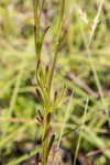 Grassleaf Barbara's buttons